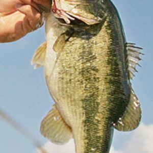 Meet your Posher, Marce